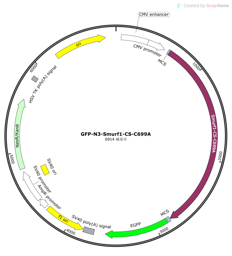 GFP-N3-Smurf1-CS-C699A